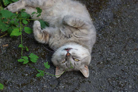 one big gray cat lies on the asphalt on the streetの写真素材