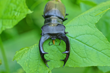 one big black brown beetle deer sit on a green leaves of a plant in nature