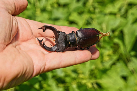 one large insect black brown beetle deer lies on the fingers on the hand against the background of...