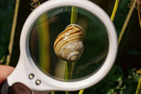 white magnifying glass in hand magnifies a snail on a green stem in natureの写真素材