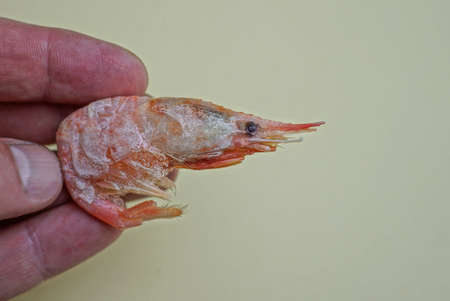 fingers holding one red frozen sea shrimp on a yellow background