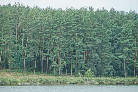 a row of green coniferous pine trees on the shore of the lake water