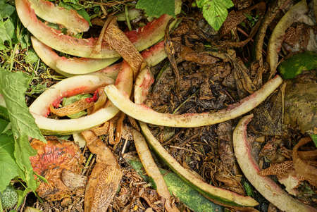 raw watermelon peels and pieces of melon stubs lie in the green grass and vegetation in the street