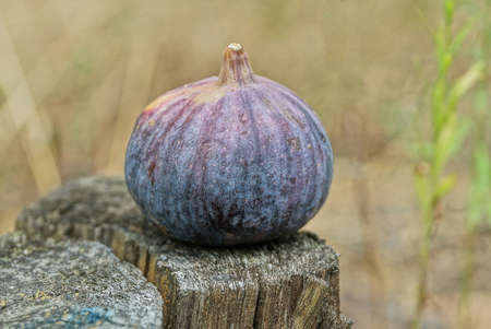 food of one big ripe colored fresh round fruit fig lies on gray wooden boardの写真素材