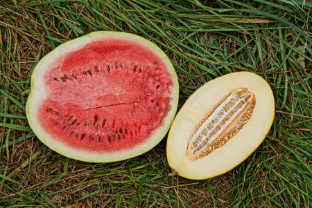 two pieces of fresh ripe fruits from red watermelon and yellow melon lie in green grass in natureの写真素材