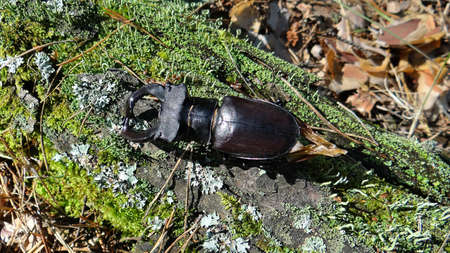 one large insect beetle stag sits on the bark of a tree with green moss in nature