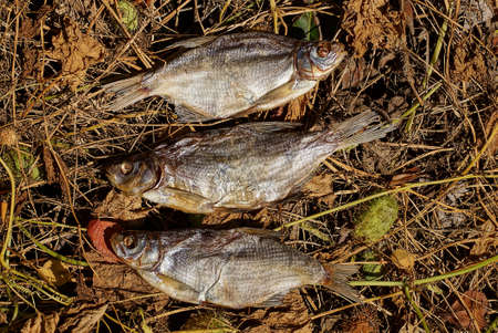 three gray salted silver bream fish lie on brown dry vegetation with leaves in natureの写真素材