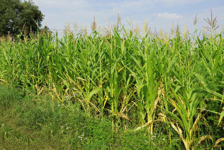 green high row vegetation from corn and grass against the sky and clouds