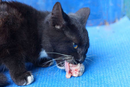 one black cat eats a piece of red meat on a blue tableの写真素材