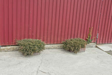 two flowerpots with green decorative vegetation on gray asphalt on the street near the red metal...