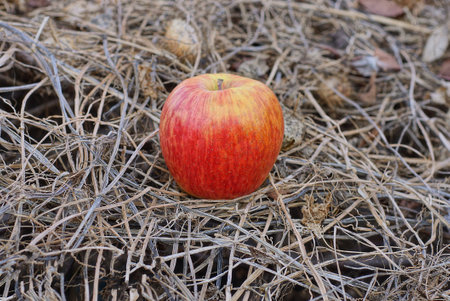 one large fresh red apple lies on gray dry branches of plants outdoors in natureの写真素材