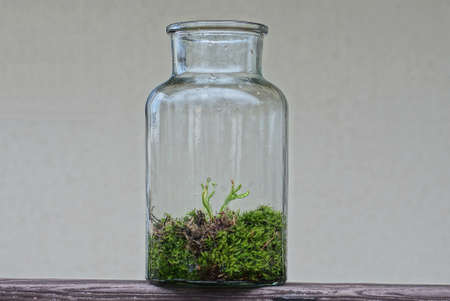 one large glass jar with green moss stands on a brown wooden board on a gray backgroundの写真素材