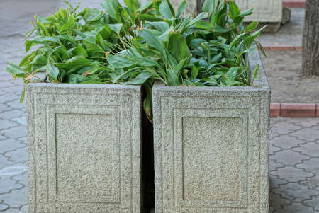 two gray stone flowerpots with green leaves of plants stand on a brown sidewalk in the streetの写真素材