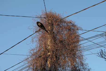 a gray concrete pole with a lantern and black electric wires overgrown with brown dry against...