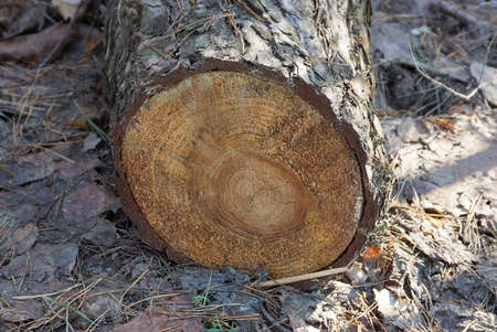 one brown pine log tree lies on gray ground in natureの写真素材