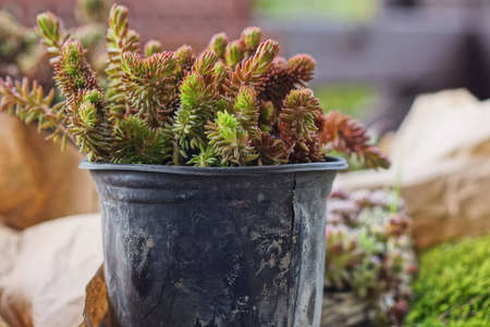 one black dirty plastic flowerpot with decorative green brown plantsの写真素材