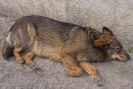 one big brown stray dog lies on the ground against a gray wall in the street