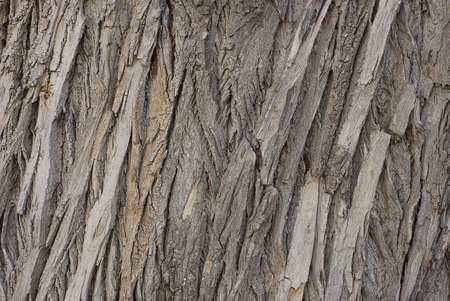 natural vegetal wooden texture from a pattern of gray poplar tree bark