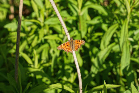 one red brown butterfly sits on a gray dry branch against the background of green grass in natureの写真素材