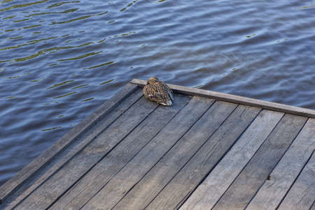 one wild duck sits on the gray wooden boards of the bridge over the water of the lakeの写真素材
