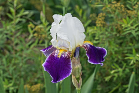 one big blue white iris flower bud on a stem in a green summer gardenの写真素材