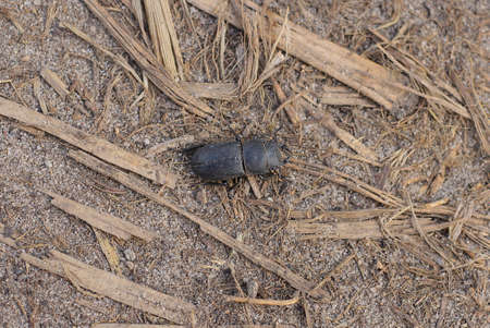 one big black beetle sits on brown sand in natureの写真素材