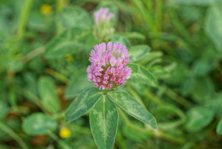 one red clover flower on a stalk with green leaves in natureの写真素材