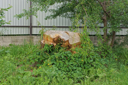 one large brown stump overgrown with green grass and vegetation on the street against a gray metal...