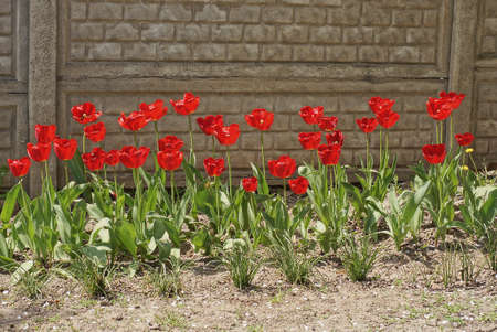 a row of red tulip flowers with green leaves on the ground near a gray concrete fence wall in the streetの写真素材