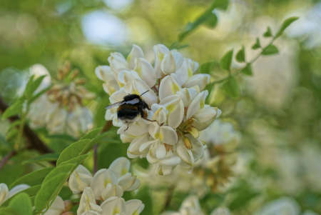 one black bumblebee sits on white acacia flowers on a branch with green leaves in a summer parkの写真素材