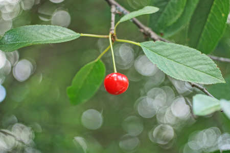 one red cherry on a thin branch with green leaves in a summer garden
