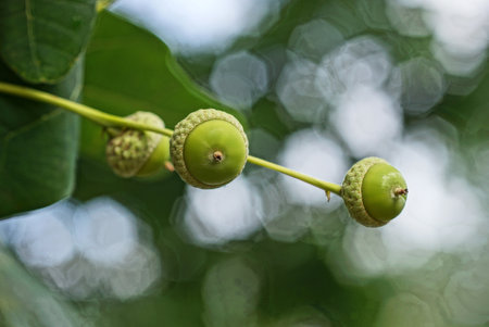 green oak acorns on a thin branch of a tree with leaves in a summer parkの写真素材