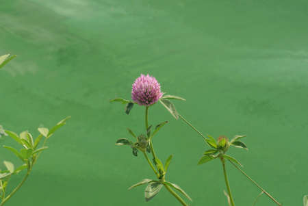 one red wild clover flower on a plant stem with leaves in nature on the lake against the backdrop of...