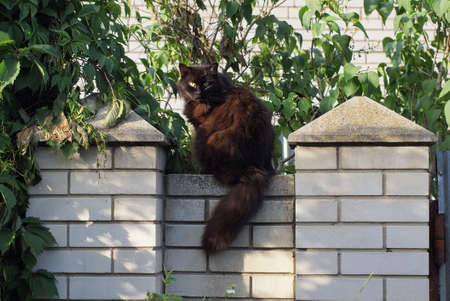 one big black fluffy cat sits on a white brick wall of a fence in green vegetation on the streetの写真素材
