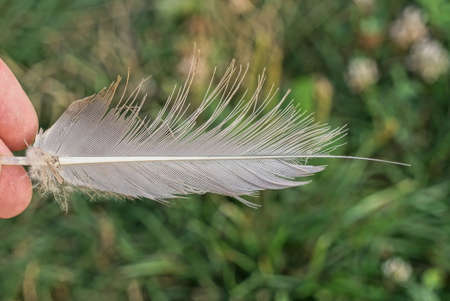 fingers are holding one white feather of a bird on a green backgroundの写真素材