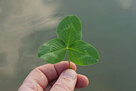 fingers on the hand holds a green clover plant with three petals on the street on a gray backgroundの写真素材