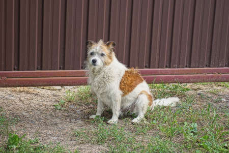 one spotted stray dog sits in the green grass on the street near the brown metal fence wallの写真素材