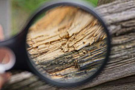 magnifying glass in hand magnifies part of an old brown wooden rotten board