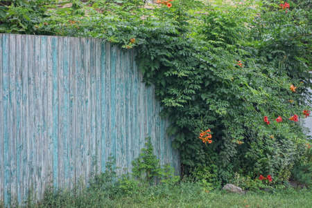 gray wooden wall fence overgrown with green plants with leaves and flowers in the rural streetの写真素材