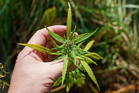 green yellow leaves on a hemp bush plant in the palm of your hand in nature