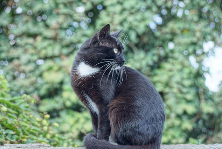 one black cat sits and looks on the street against the background of green vegetation