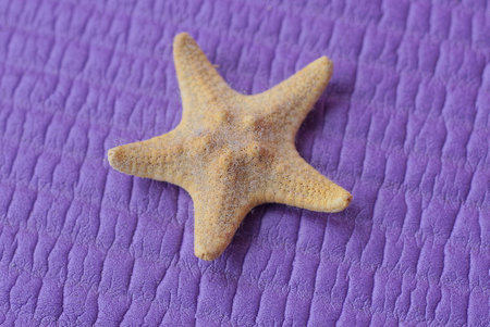 one small brown dried starfish lies on a purple tableの写真素材