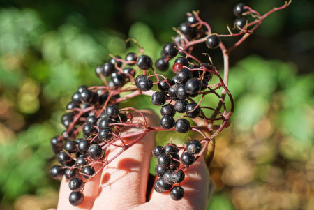 a hand holds a branch with small black elderberries on a green background in nature