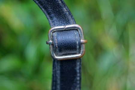 one black leather harness from a bag with a gray metal latch on a green backgroundの写真素材