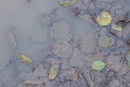 texture of fallen brown green leaves lie in gray muddy puddle water on the streetの写真素材