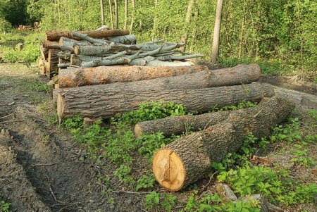 a pile of cut logs of trees from poplars and pines in nature in the forest