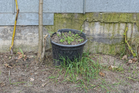 one black dirty plastic flowerpot with green plants stands on the ground against a gray concrete metal wall in the streetの写真素材