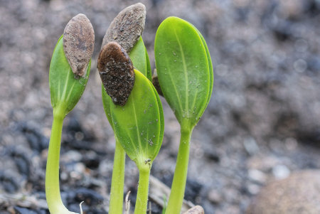 a row of small sprouts of wild plants with green leaves and seeds on the ground in a spring park
