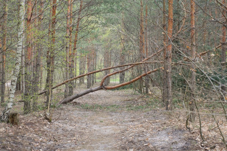 one broken brown pine tree fell on a gray sand road among trees in nature in the forest