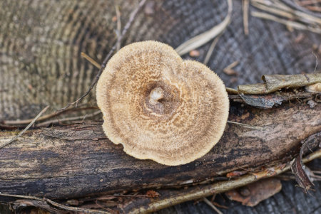 one gray dry tree fungus lichen on a branch in natureの写真素材